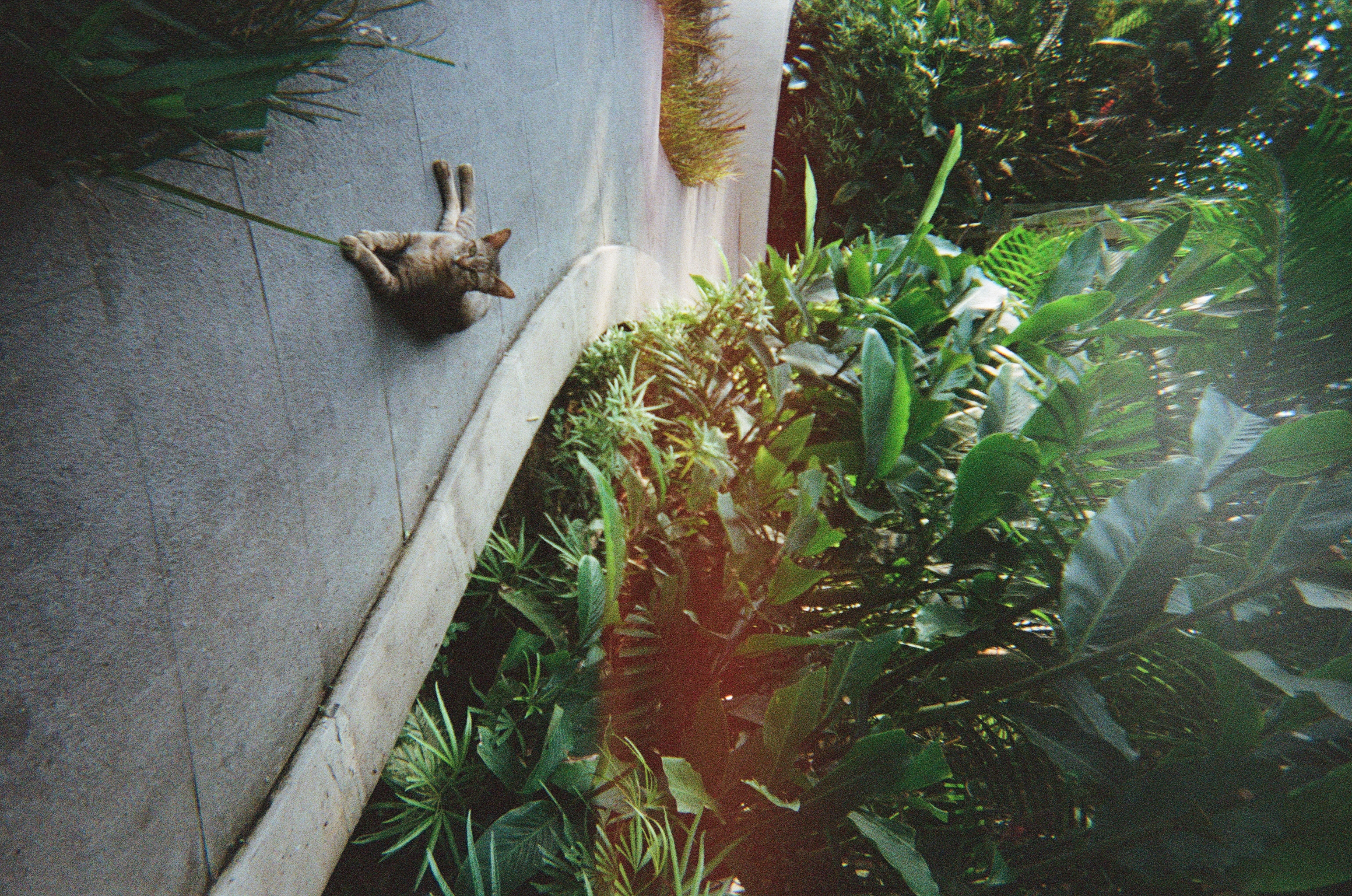 Tabby cat lounging on a path beside lush tropical foliage in Bali